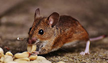 hospital-and-healthcare-facility-pest-management Experts in Bureau Labor Statistics
